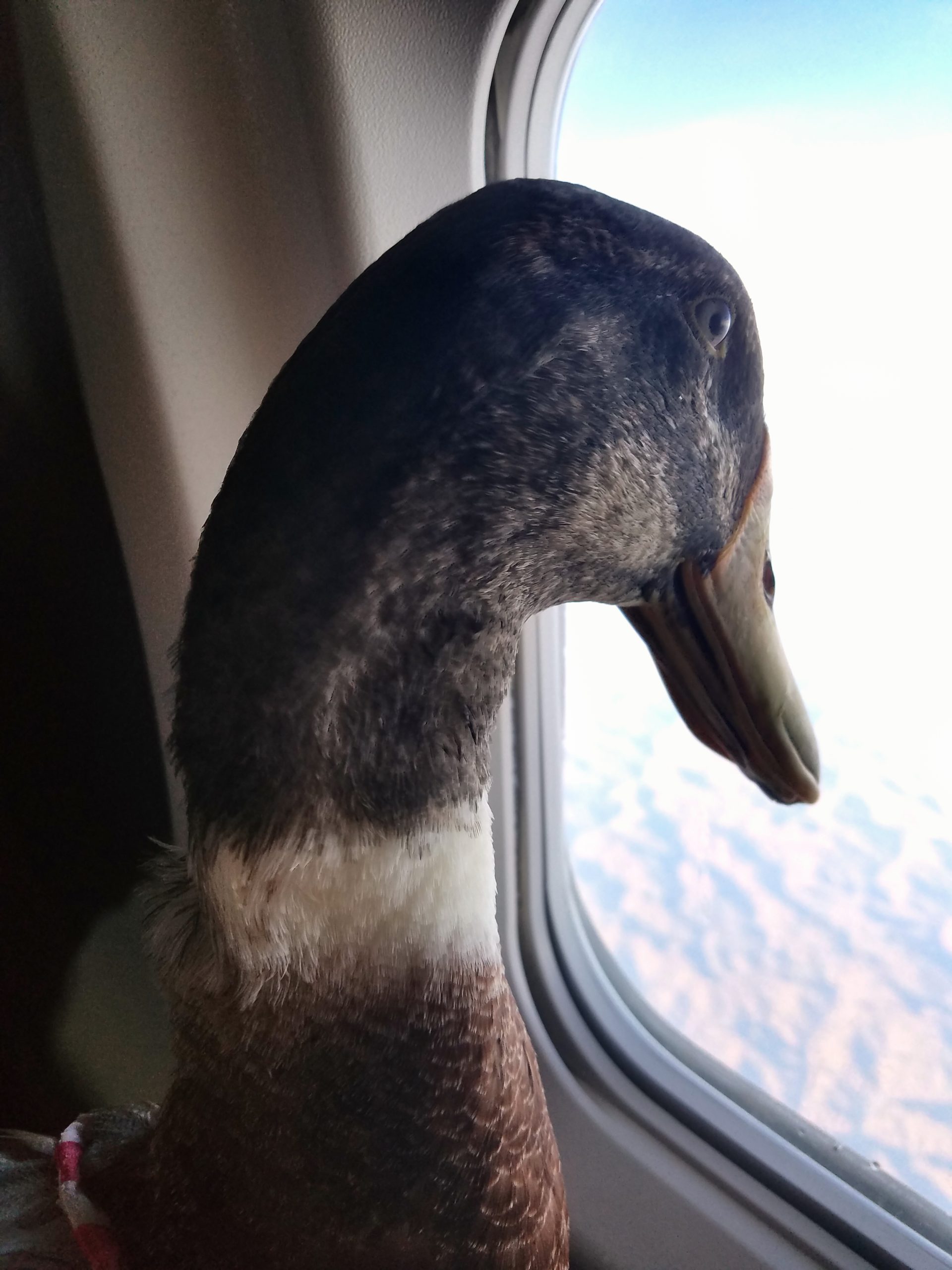 duck in plane