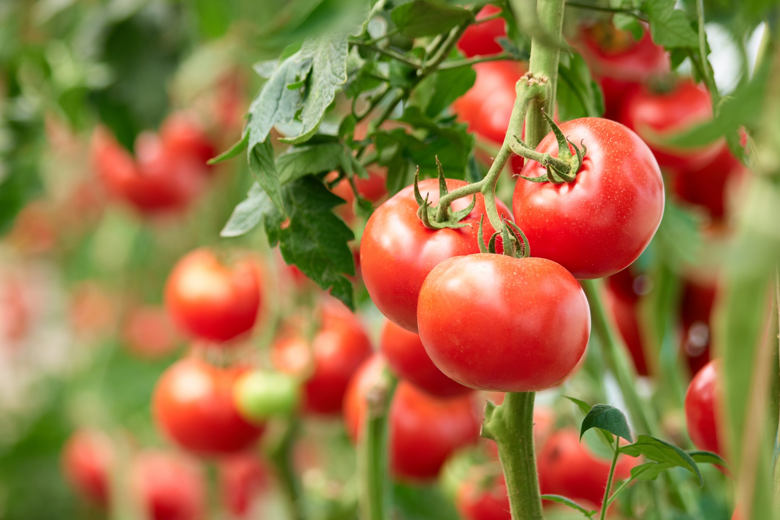 5 Things to Know About Grainger County Tomatoes Cityview