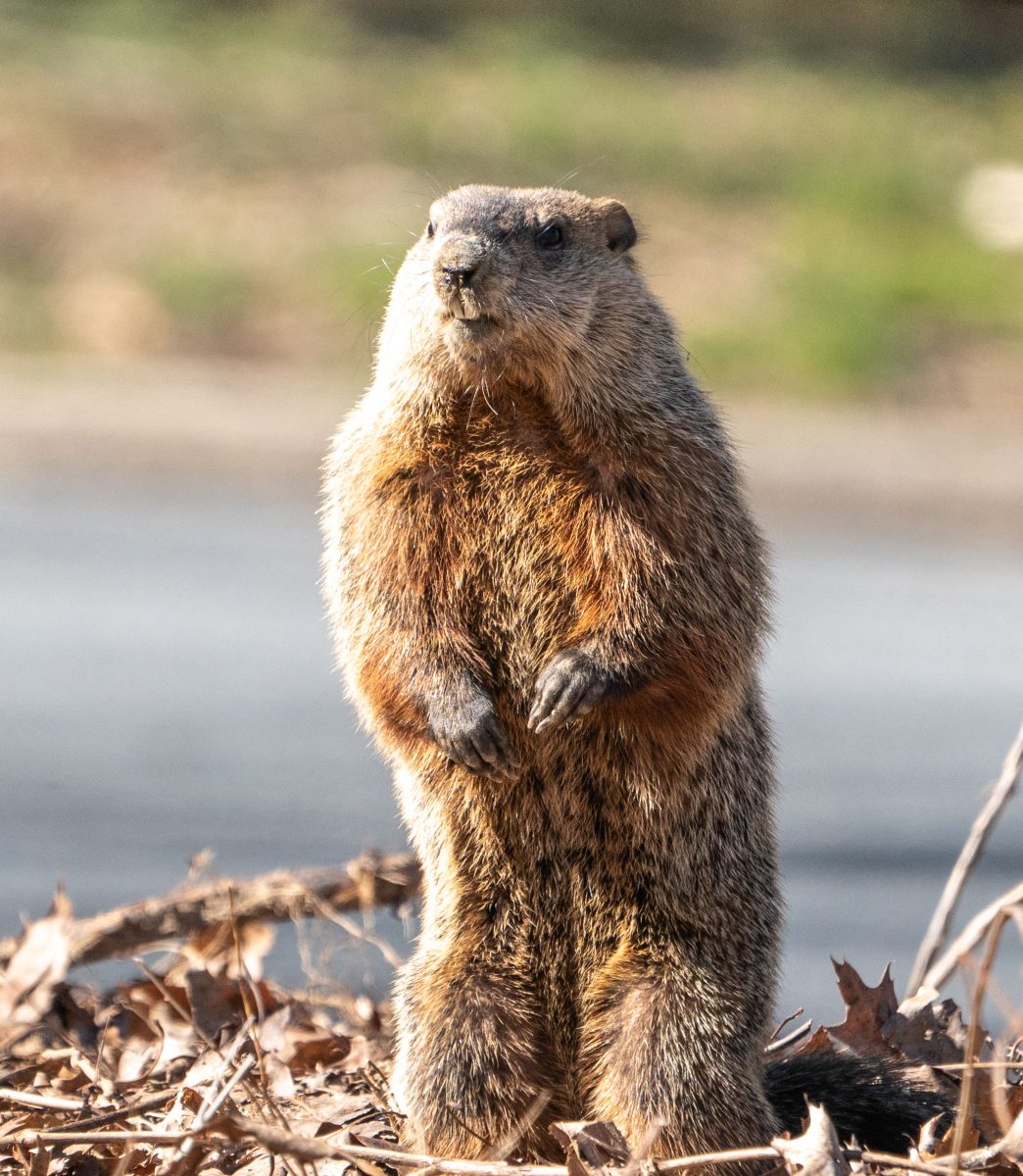 5 Things We Bet You Didn’t Know About Groundhog Day Cityview