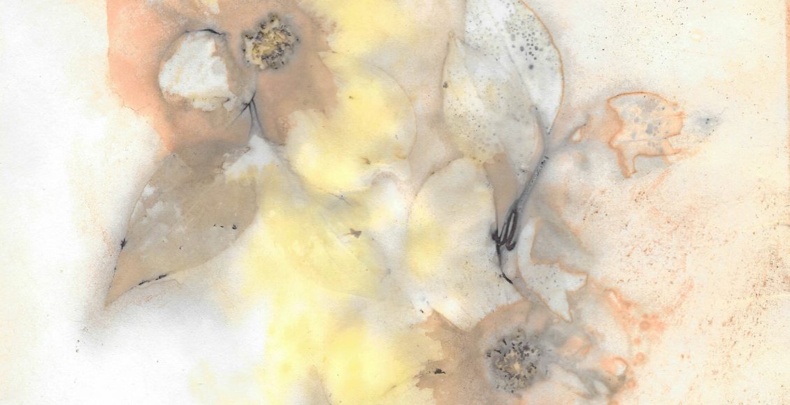 Dogwoods in the Sun by Debbie Alley