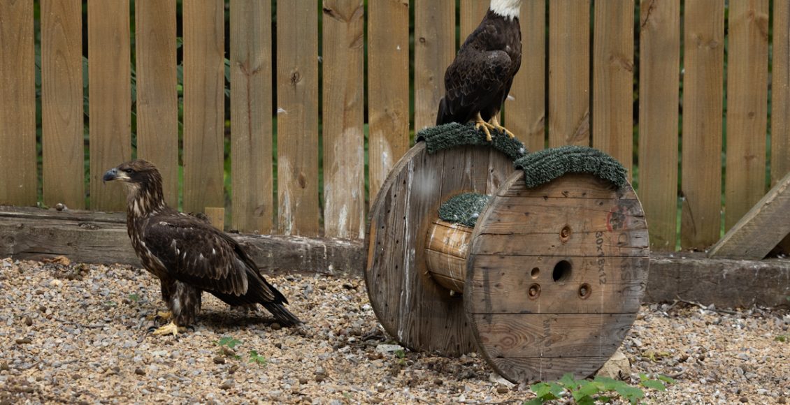 Bald eagle being rehabilitated at the Owl Ridge Raptor Ridge Raptor Center