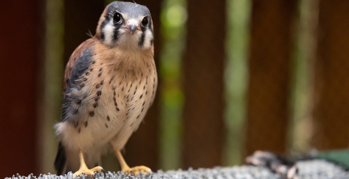 Owl Ridge Raptor Center | Photo by Nathan Sparks