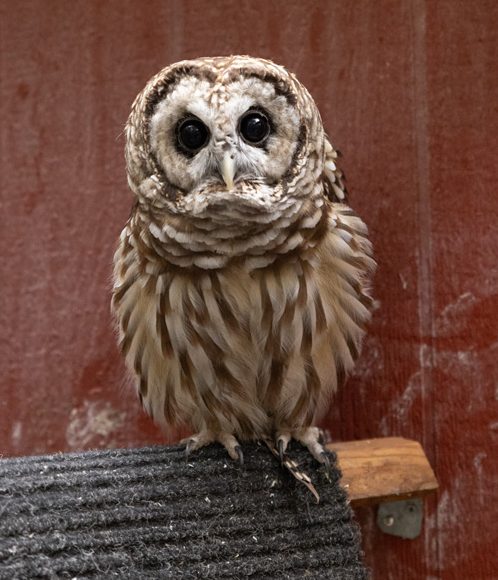 Barred Owl at the Owl Ridge Raptor Center